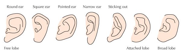 ear-shapes.jpg