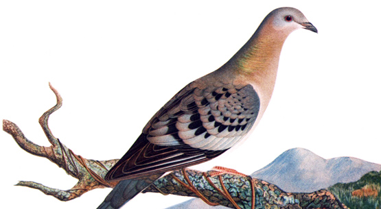 passenger_pigeon_2011.jpg