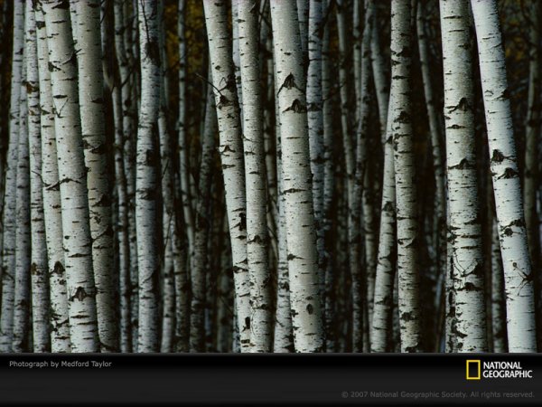 white-birch-trees-381768-sw.jpg