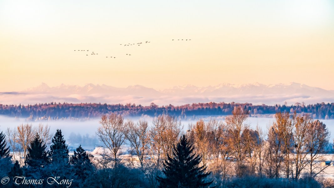 Swans passing in front of Olympic Mountains-s (1 of 1).jpg