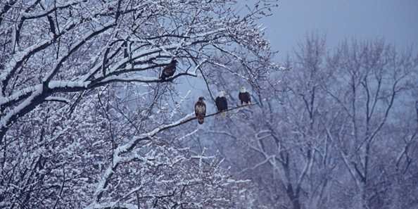 eagles on wi river.jpg