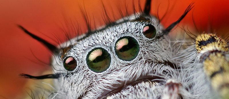 show_essay-henderson-webs-of-deception-face_of_a_phidippus_mystaceus_jumping_spider_adult_female.jpg