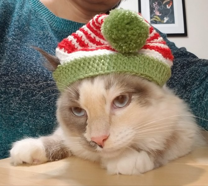 Camille with Christmas hat.jpg